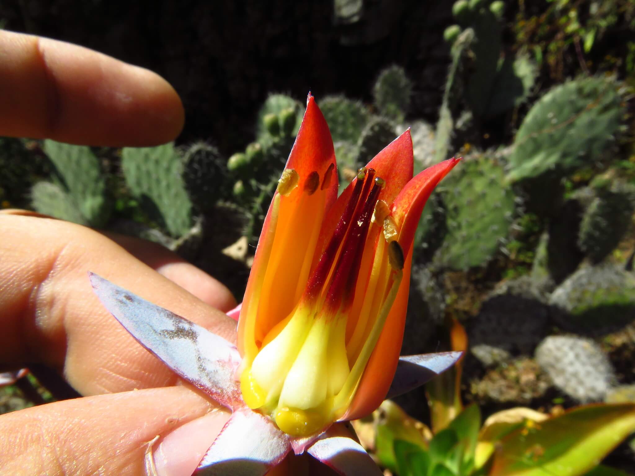 Echeveria dactylifera
